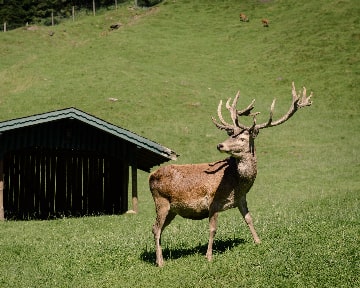 Wild- und Freizeitpark Fusch / Ferleiten Image